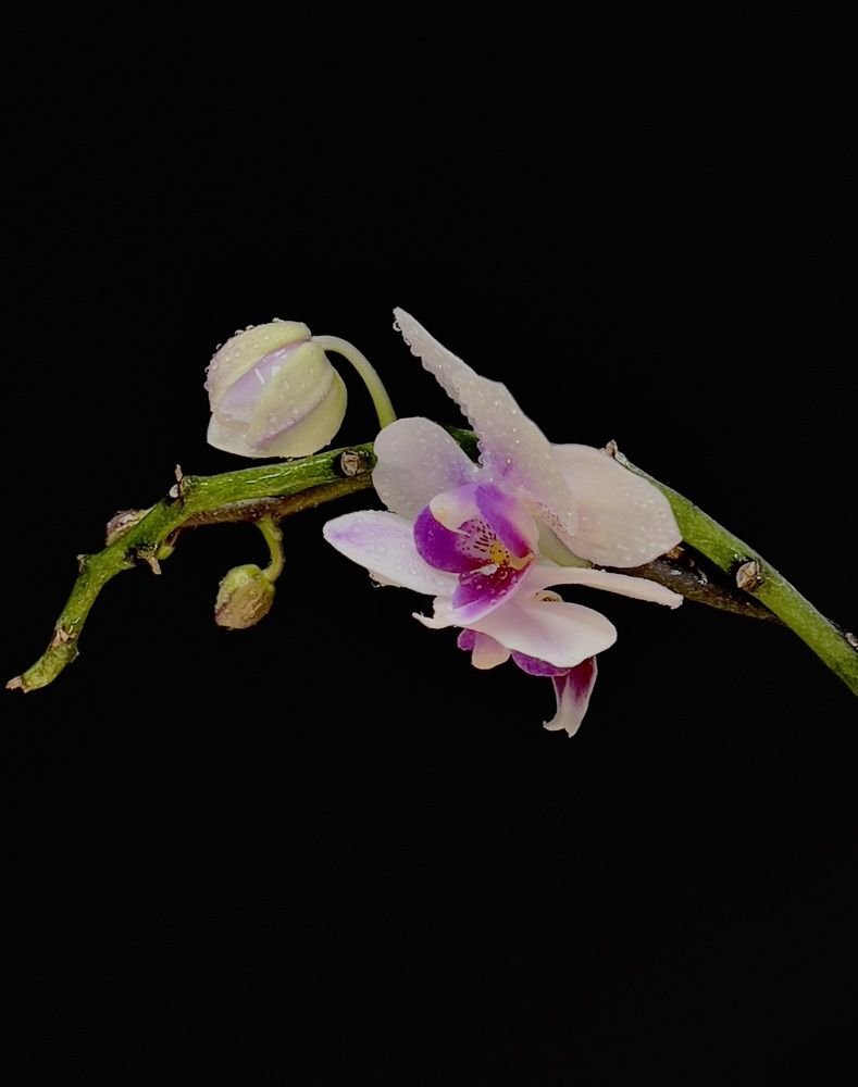 Photograph by Alena Kochergina