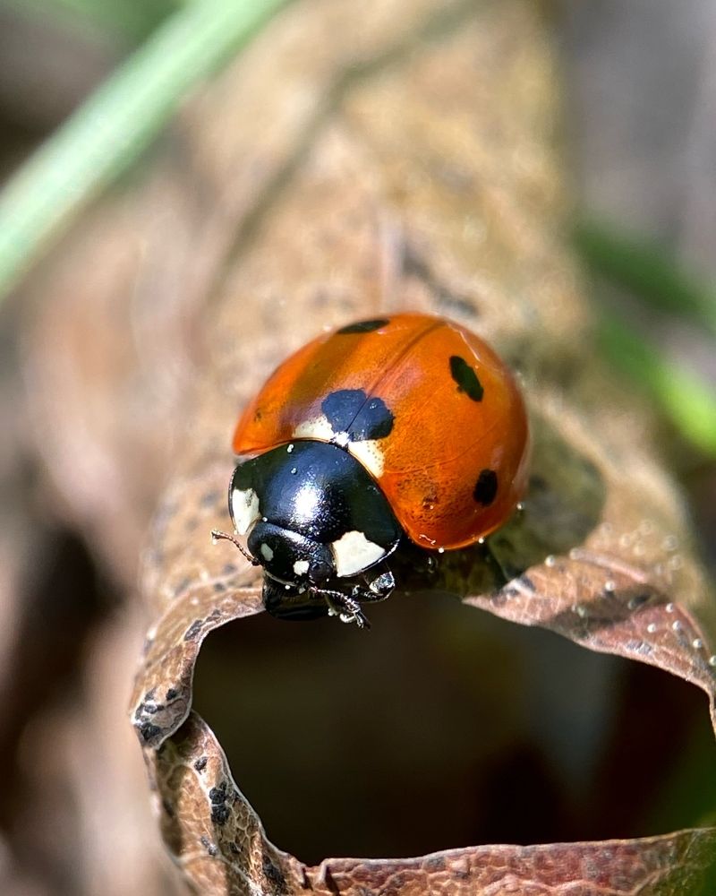 Photograph by Екатерина Бердутина