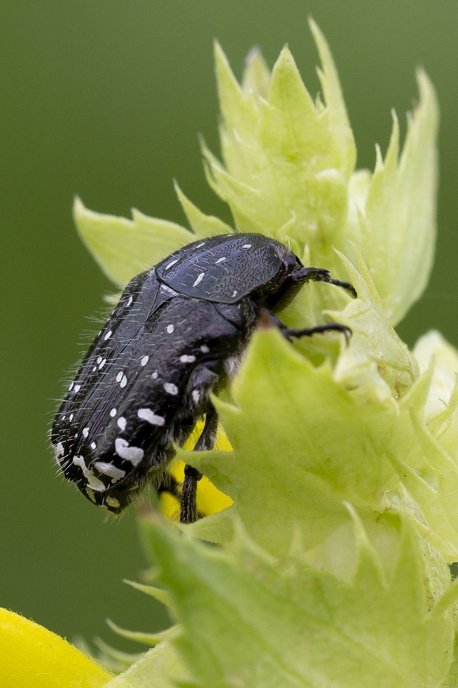 Photograph by Олег Тетерин