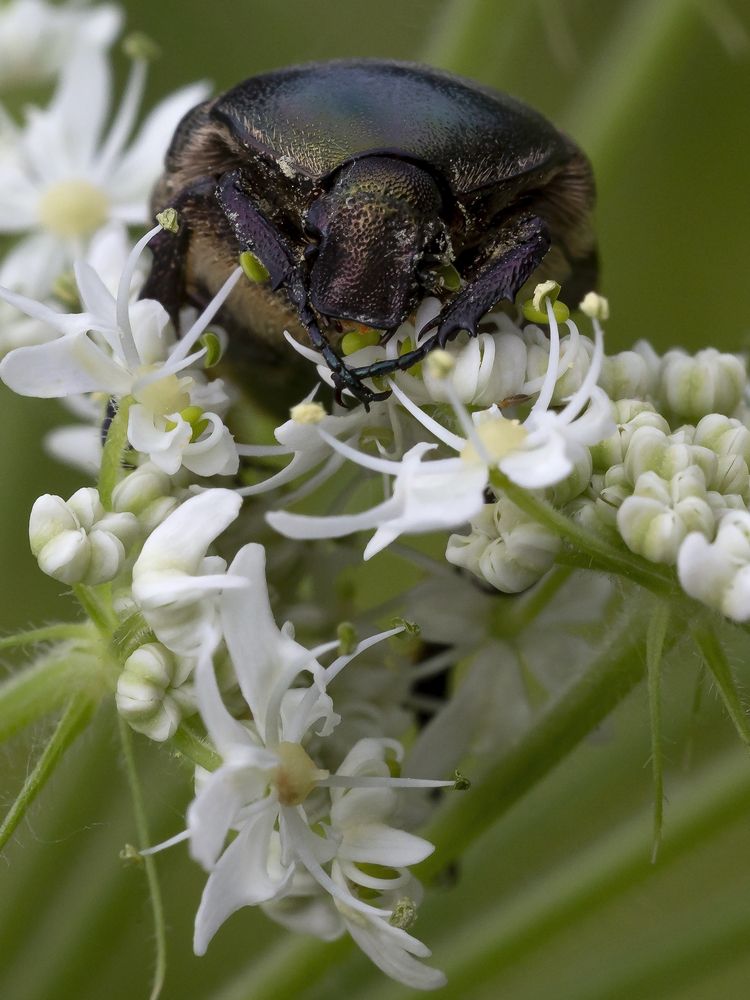 Photograph by Олег Тетерин