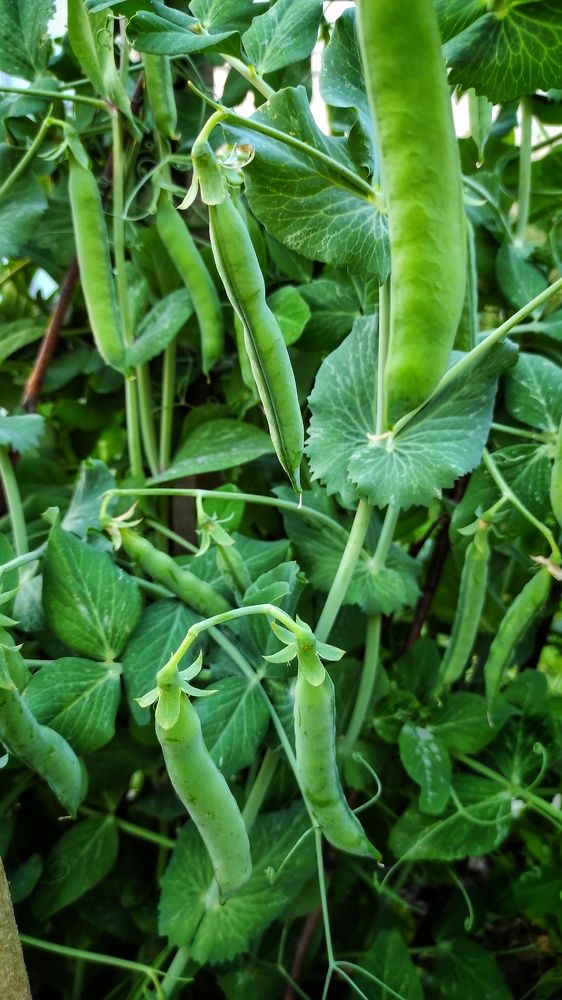 Photograph by Наталья Рау