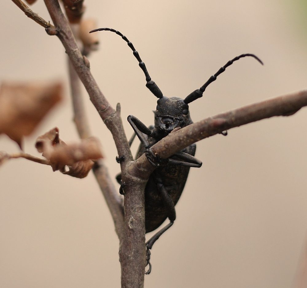 Ивовый толстяк