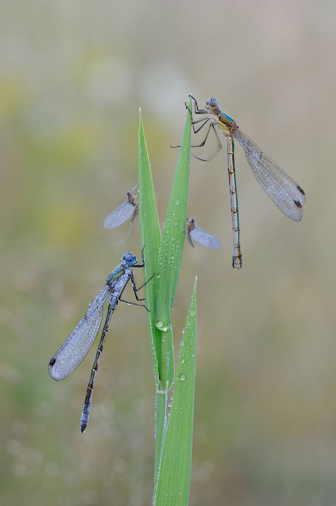 Стрекозы и поденки.