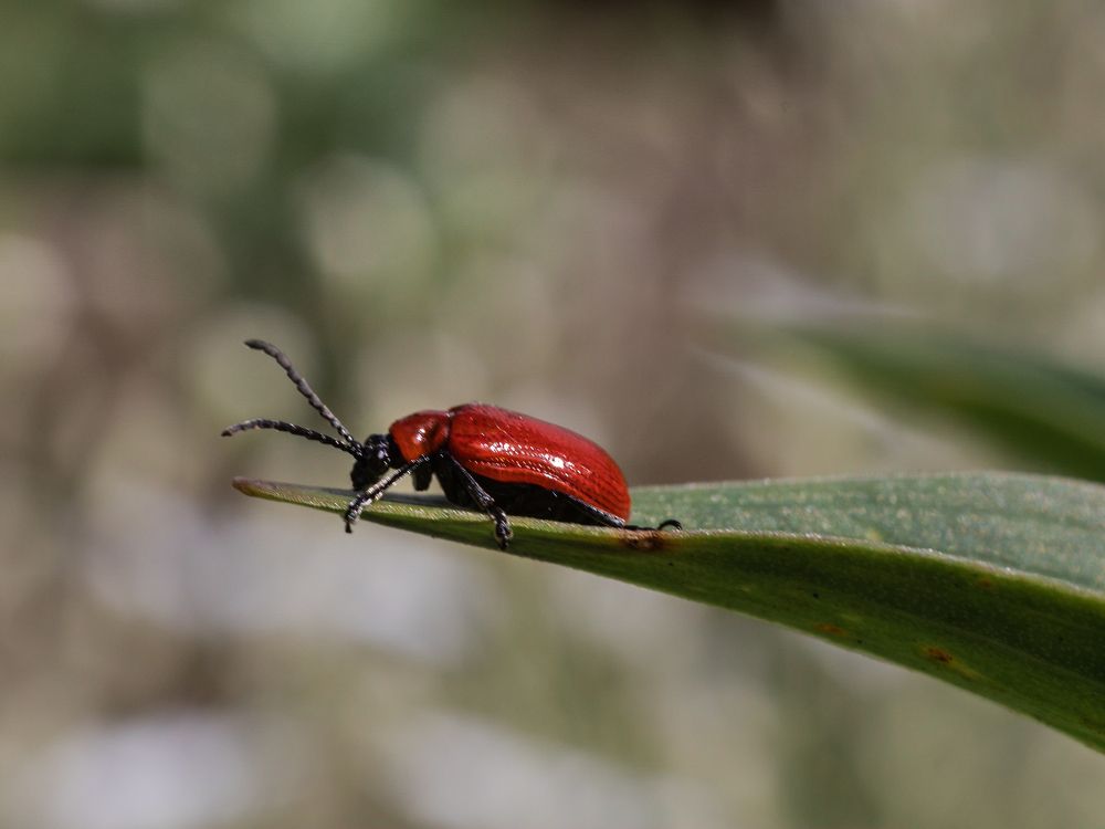 Photograph by Эльвира Курочкина
