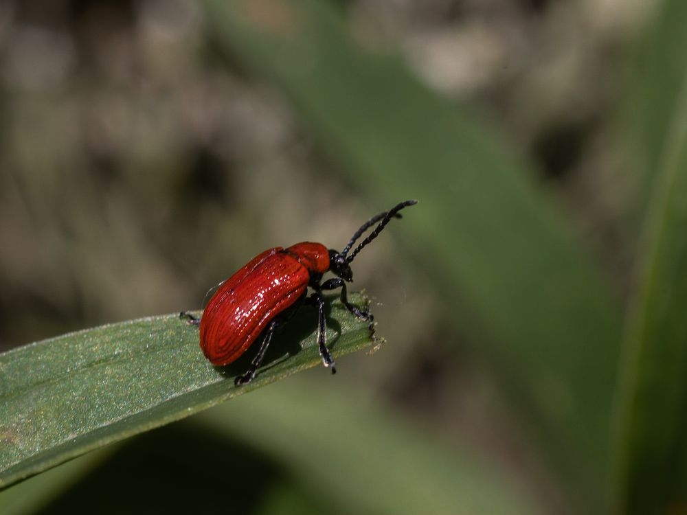 Photograph by Эльвира Курочкина