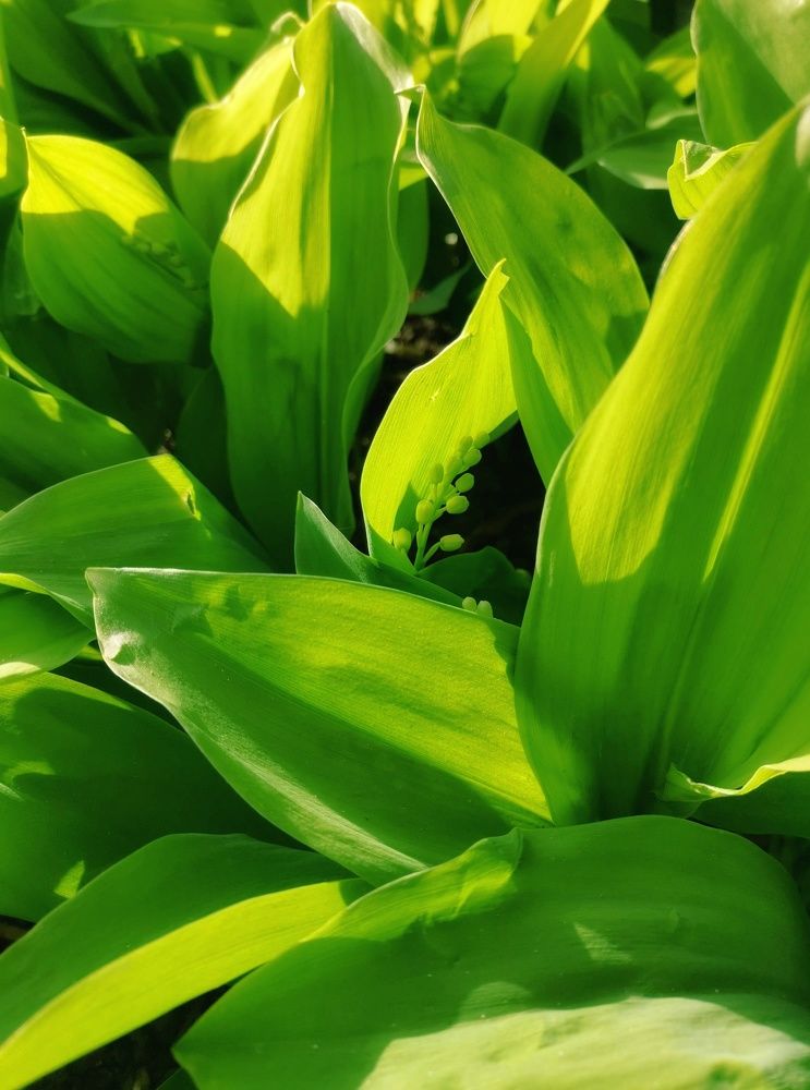 Photograph by Сергей Коняшин