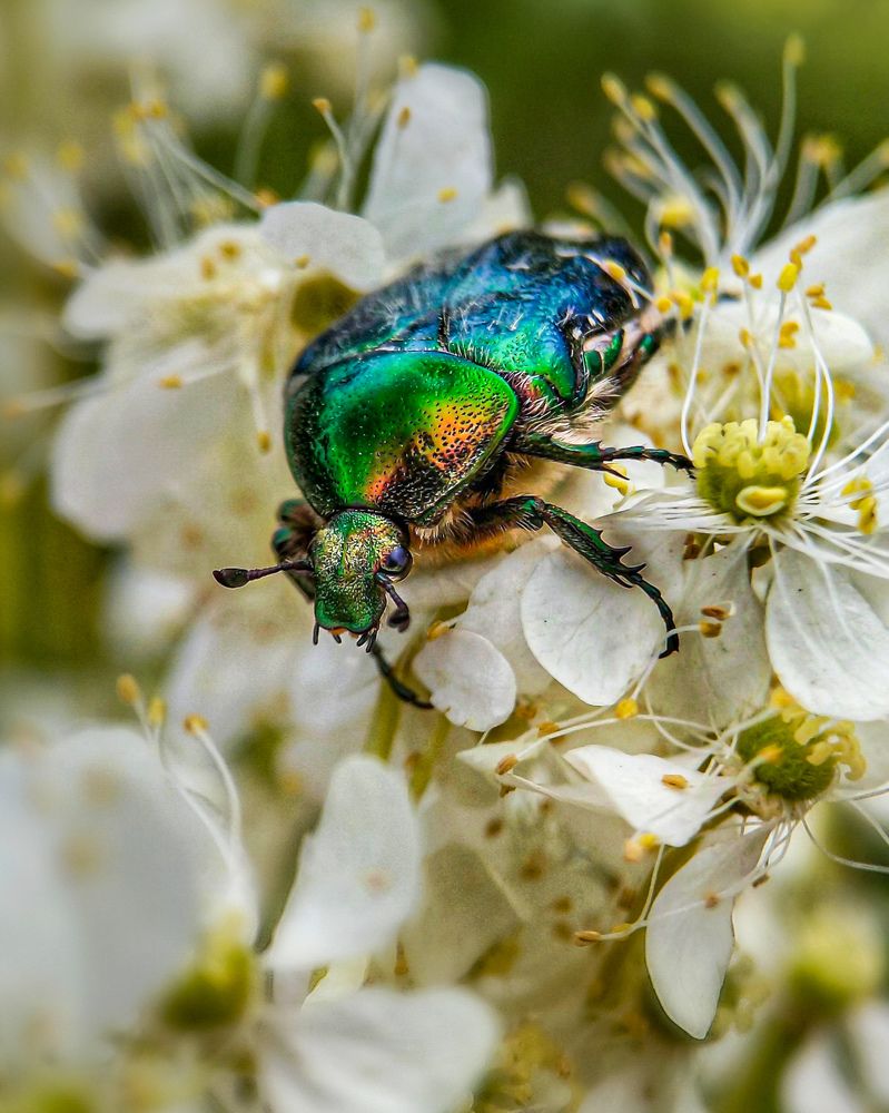 Франт в изумрудном фраке!