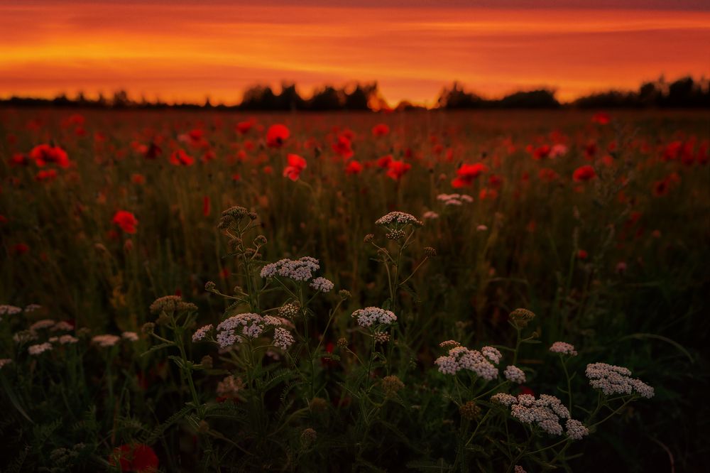 Photograph by Dace Spalviņa