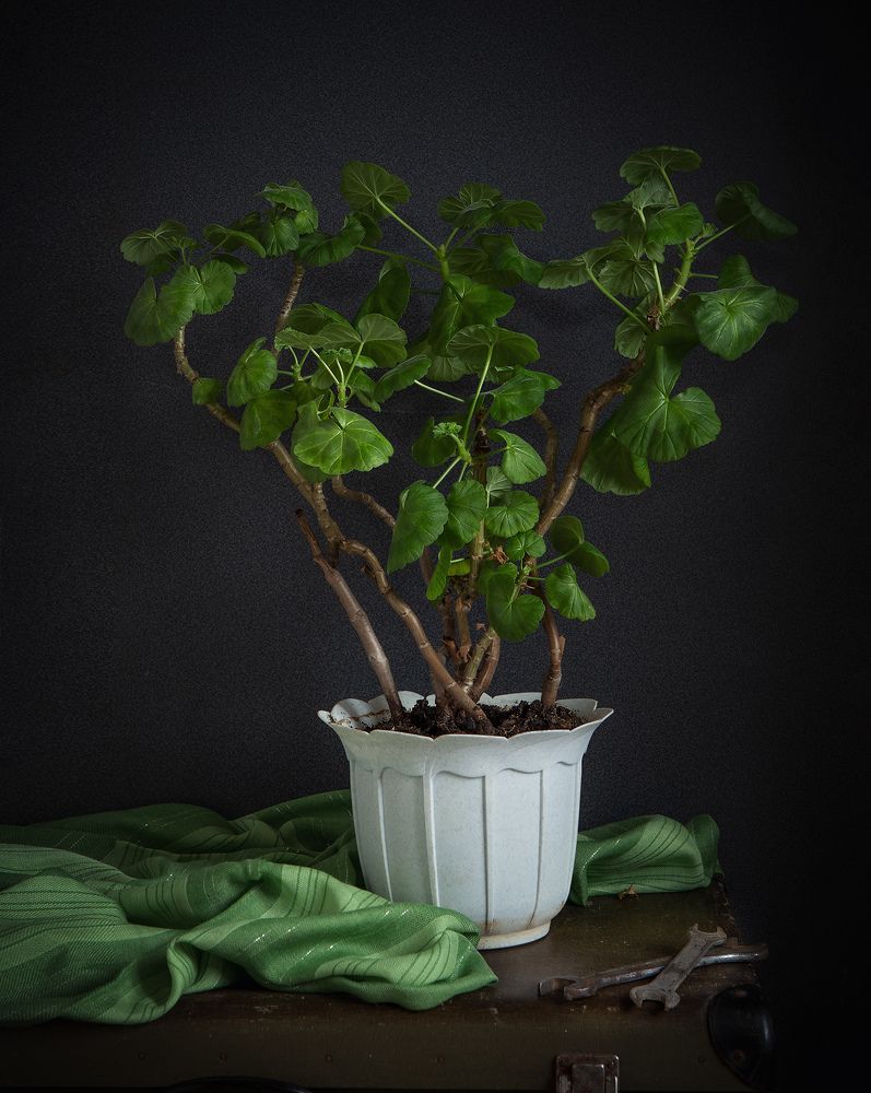 Photograph by Инна Сухова