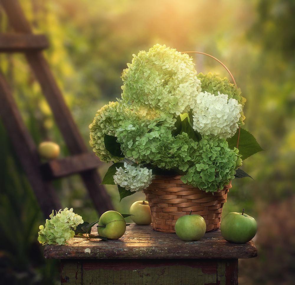 Летние яблоки..