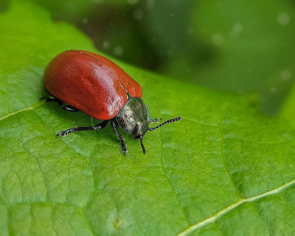 Яркий франт!