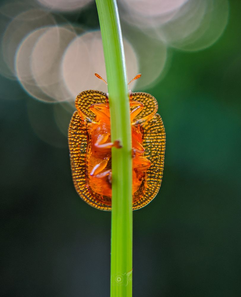 Photograph by Ajeesh A