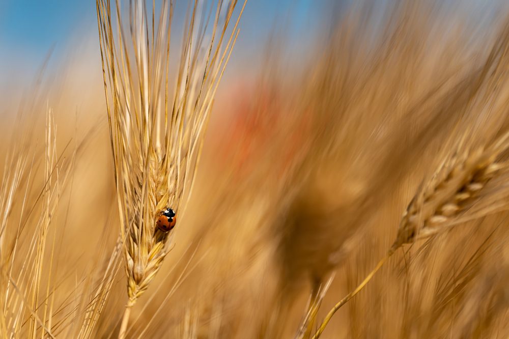 Photograph by Николай Фонарёв