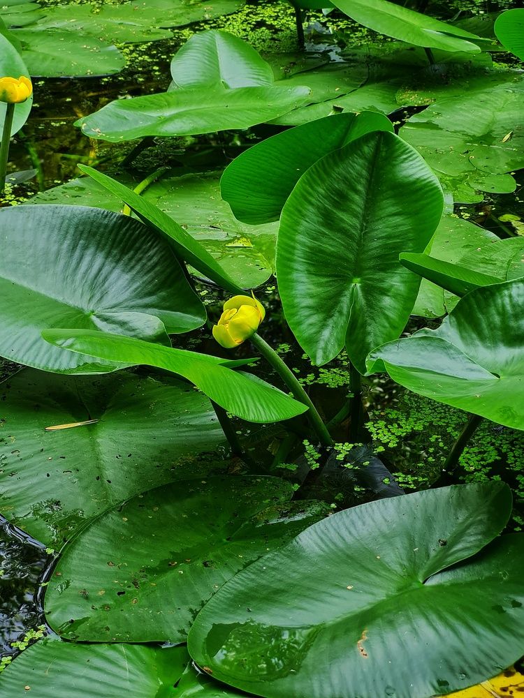 Photograph by Ольга Веселова