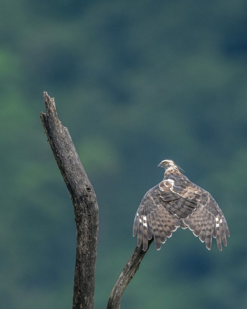 Photograph by Gunasekaran R