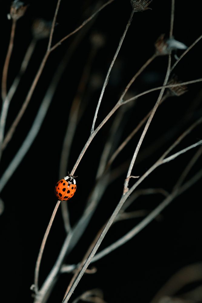 Photograph by Алёна Черникова