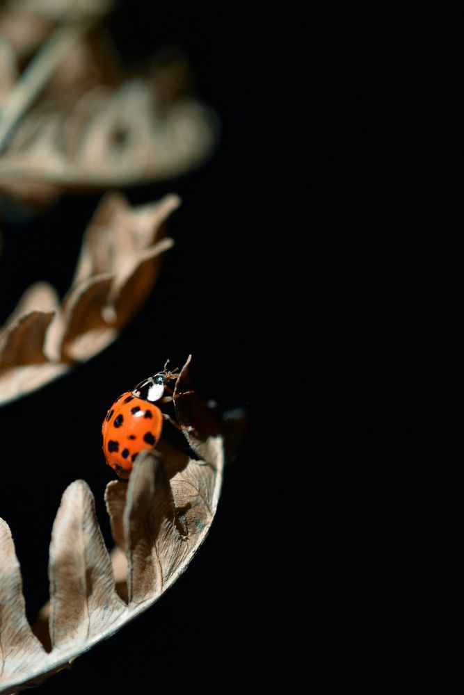 Photograph by Алёна Черникова