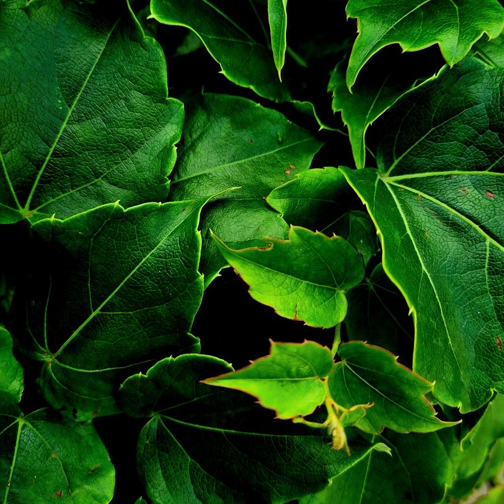 Photograph by Ирина Герлин