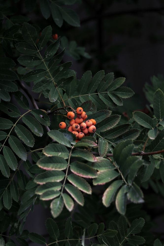 Photograph by Дарья Лазарева