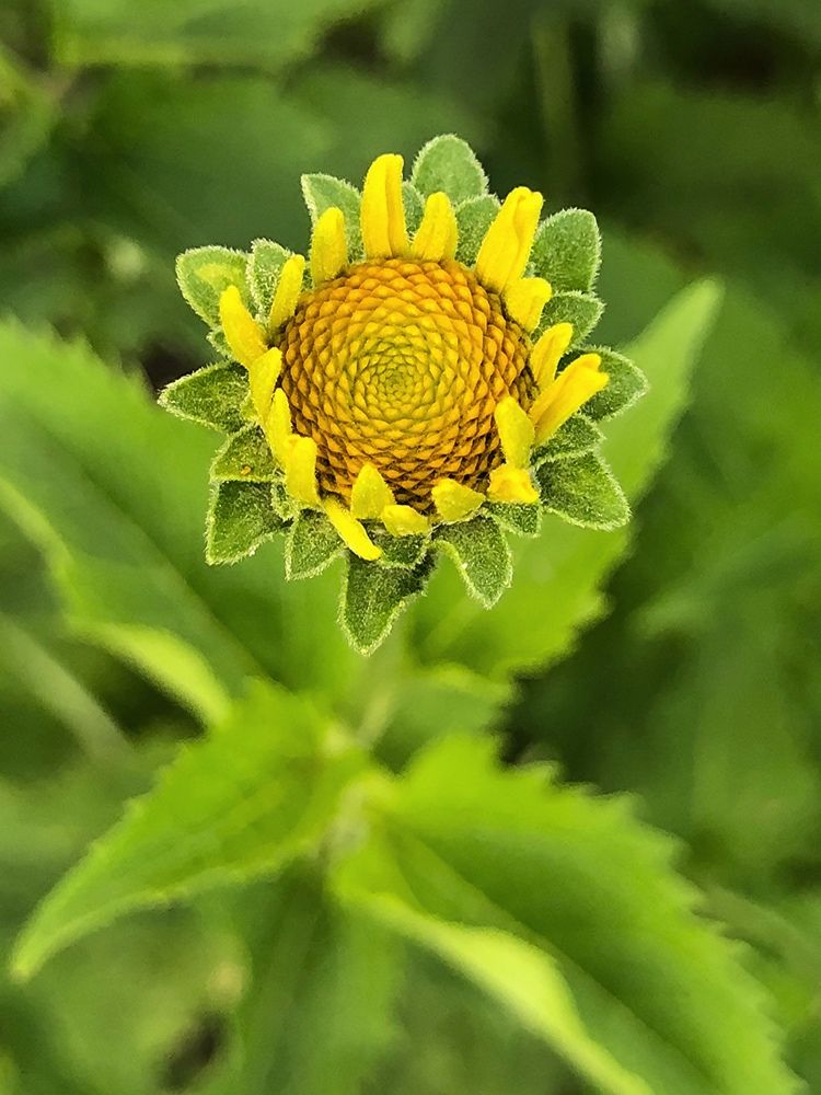 Photograph by Halina Mitsevich