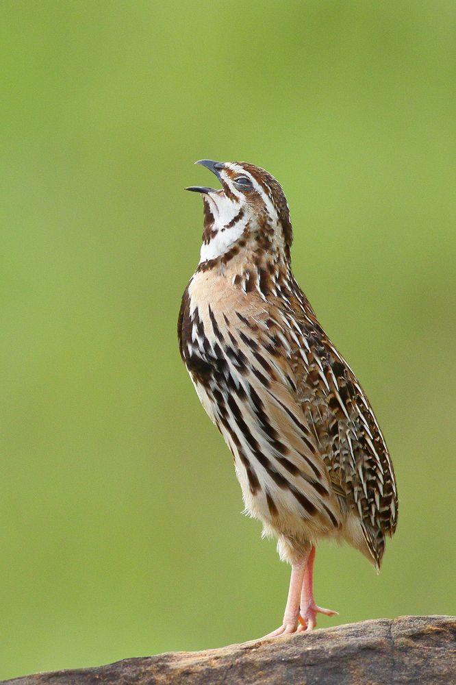 Mating Display / Call