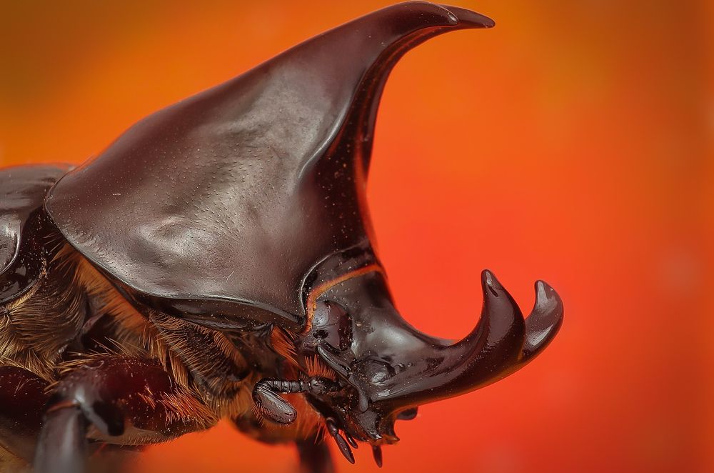 Rhinoceros Beetle
