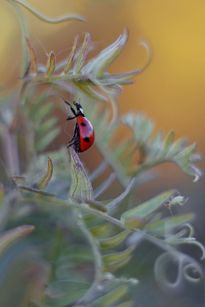 Photograph by Воинкова Ирина