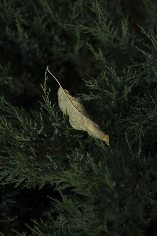 Photograph by Мария Мальцева