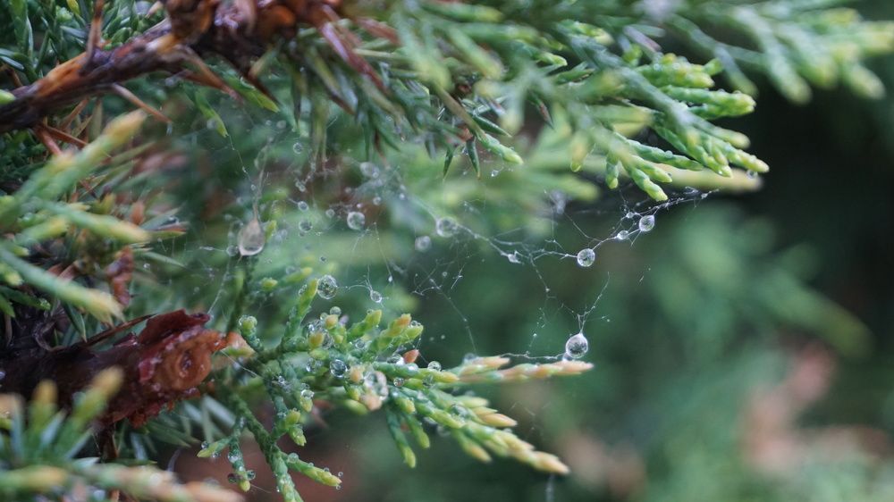 Photograph by Оксана Трофименко