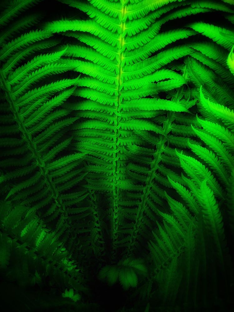 Photograph by Любовь Коровацкая