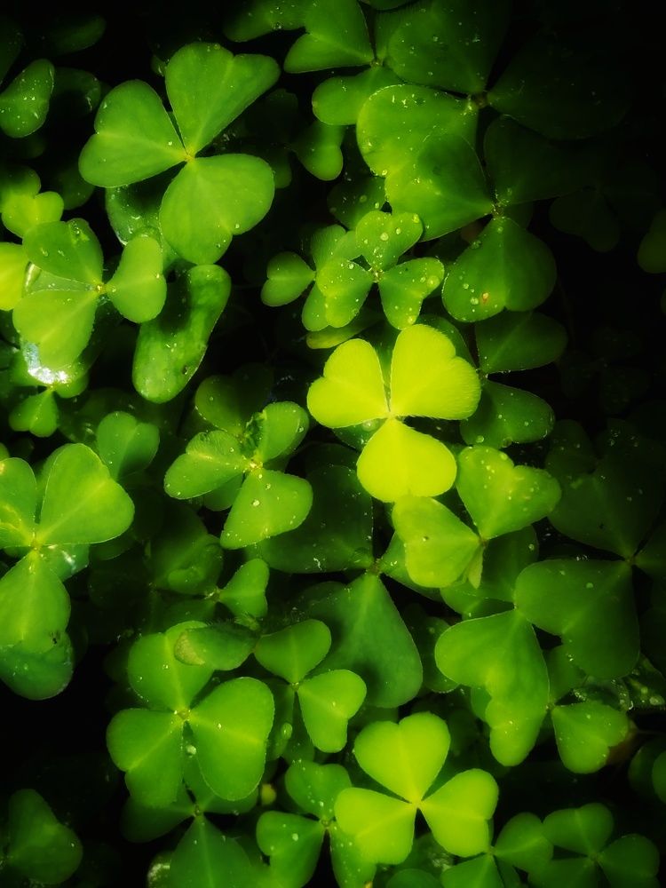 Photograph by Любовь Коровацкая