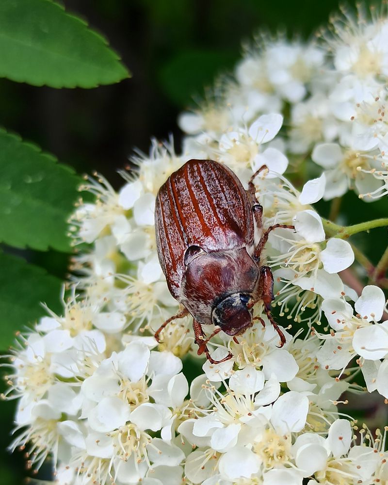 Photograph by Halina Mitsevich