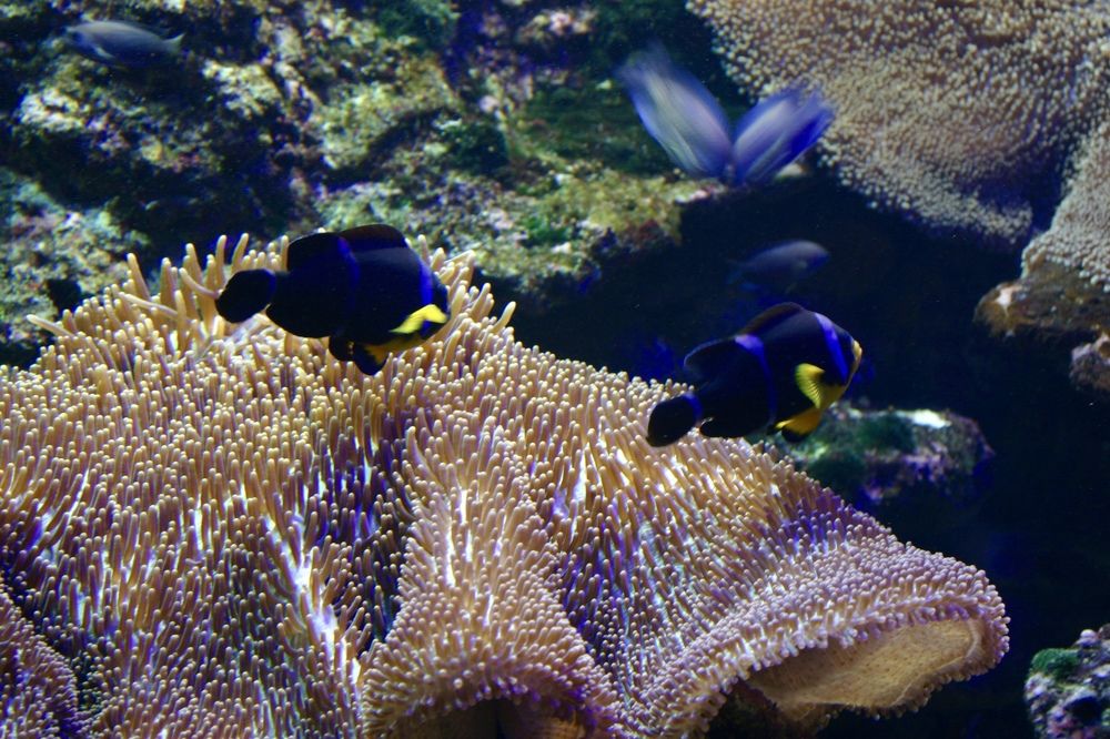 Photograph by Christine ECHEVET-ADAM de VILLIERS