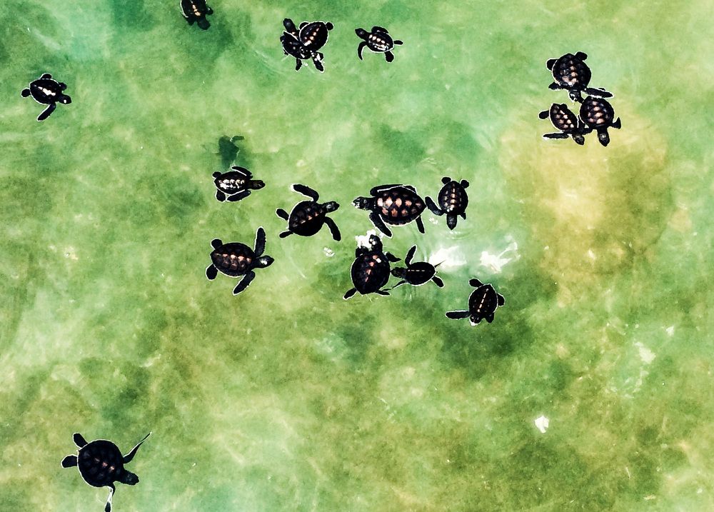 Photograph by Christine ECHEVET-ADAM de VILLIERS