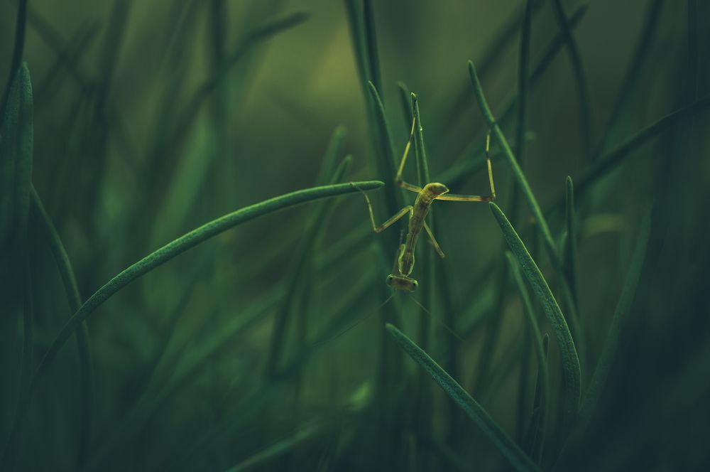 Photograph by Тараненко Анжелика