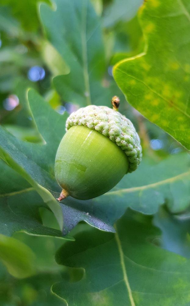 Будущий великан