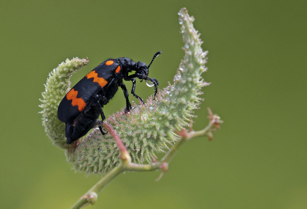 Photograph by Shibram Nag