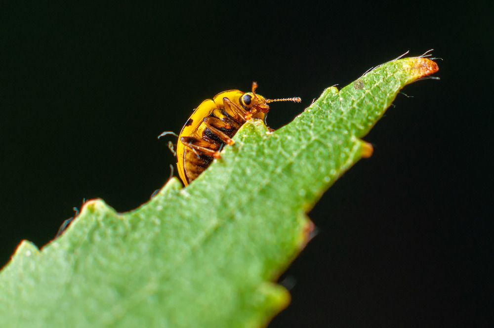 Фотография автора Renat Mansurov