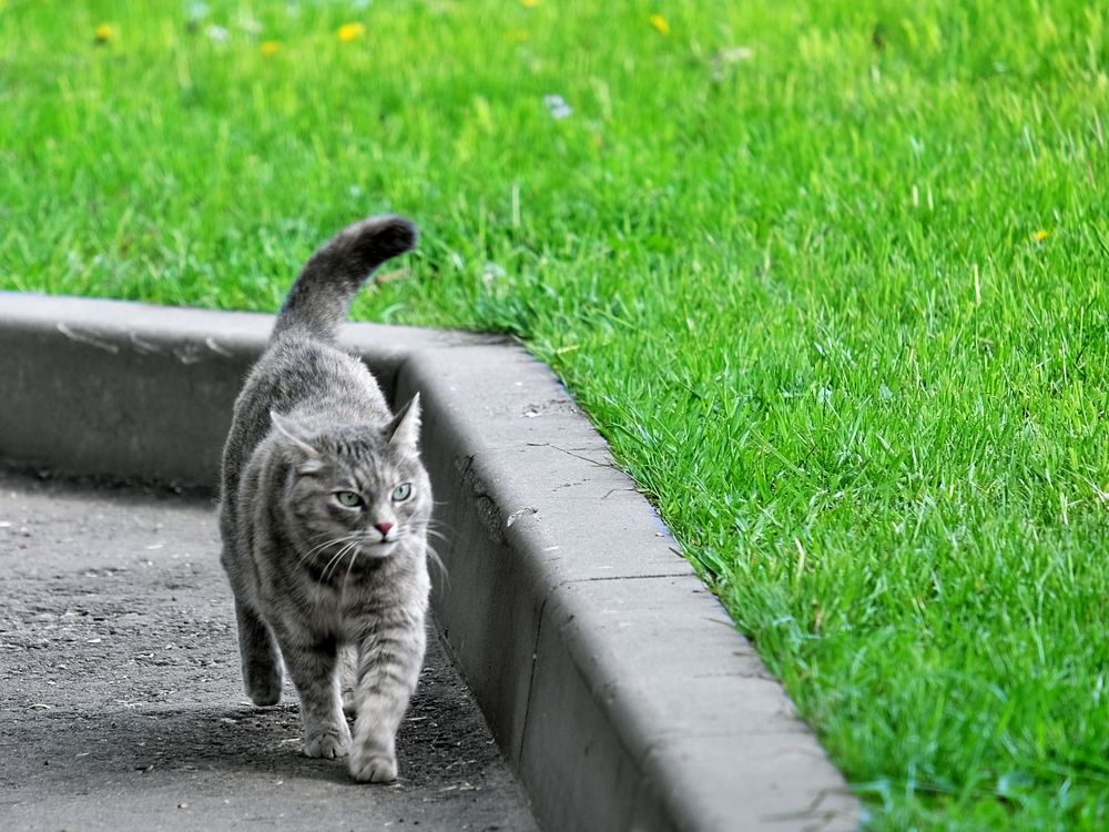 Хозяин усадьбы