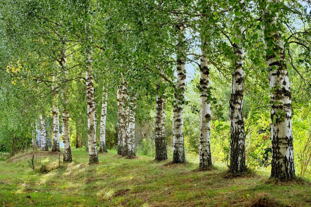 Среди берез