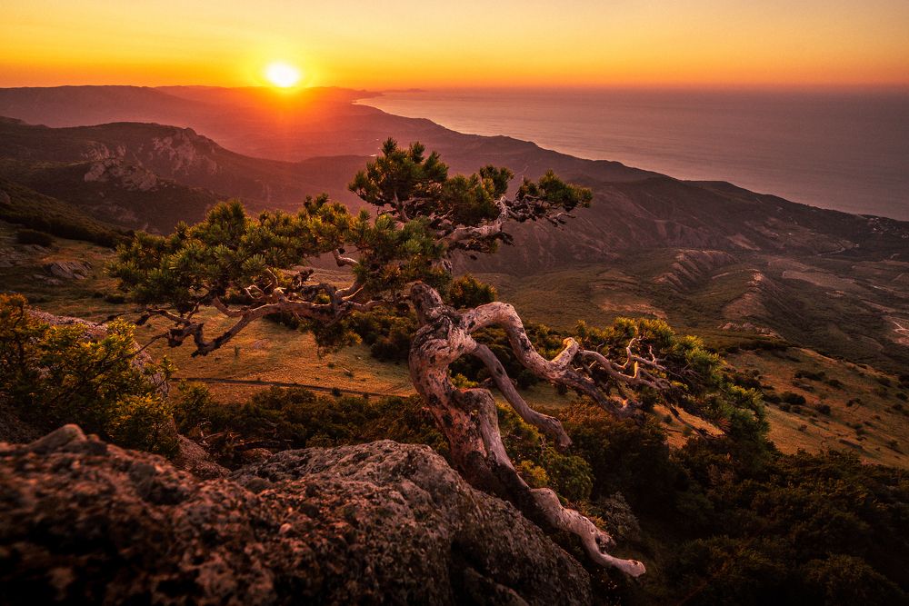 Крымская сосна