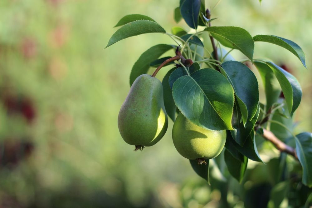 Photograph by Елена Петрова