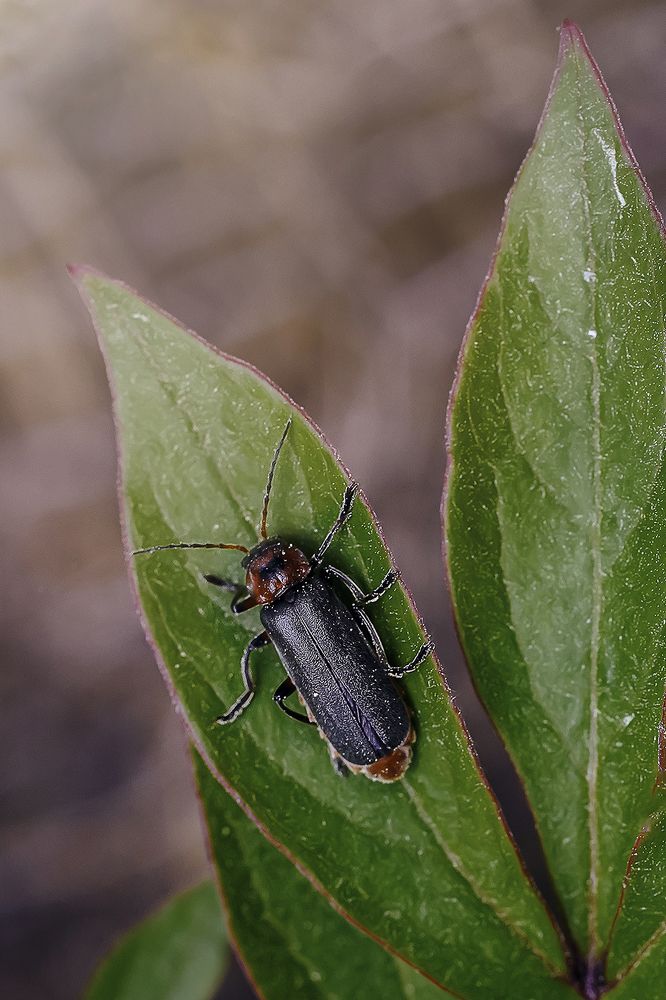 Photograph by Anna Sindikayeva