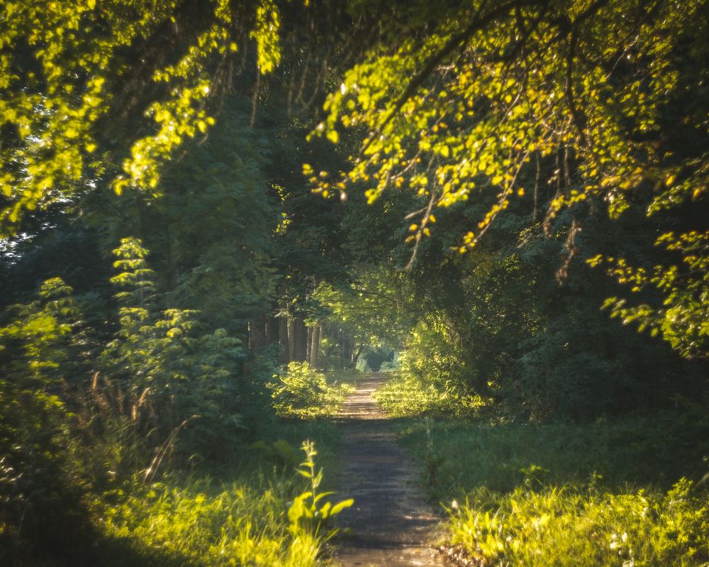 Фотография автора Тимофей Трямкин