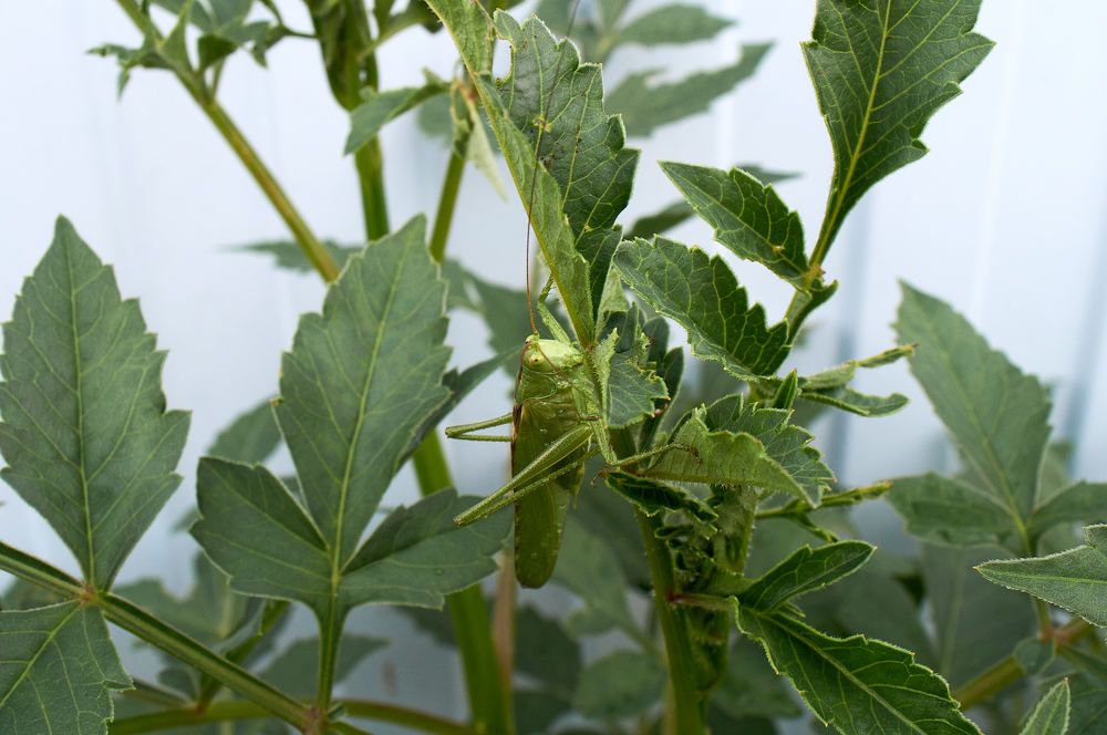 Photograph by Igor Kochkin