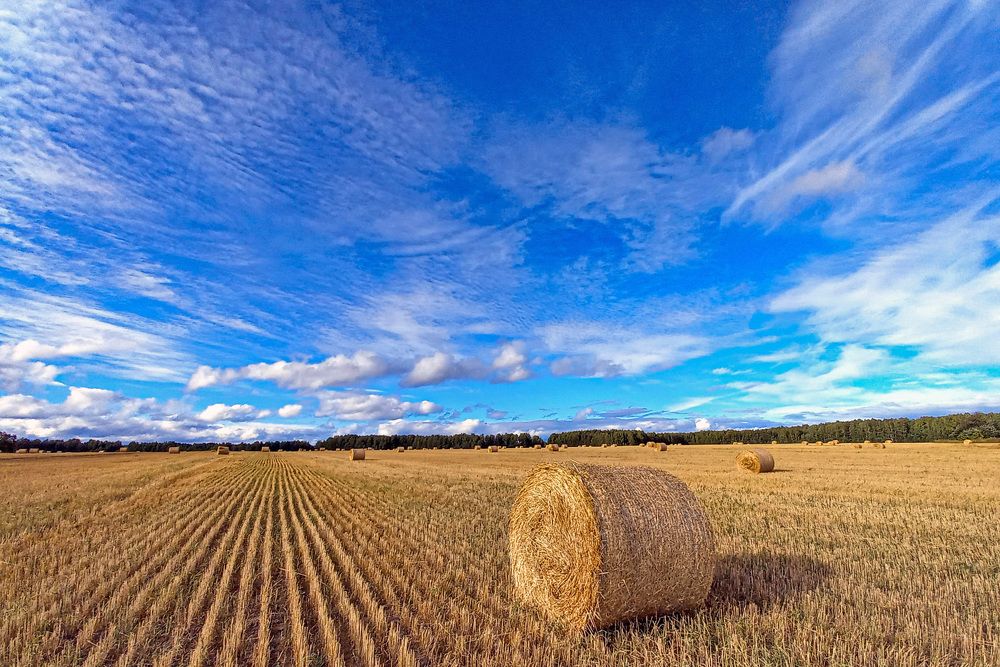 Русское поле