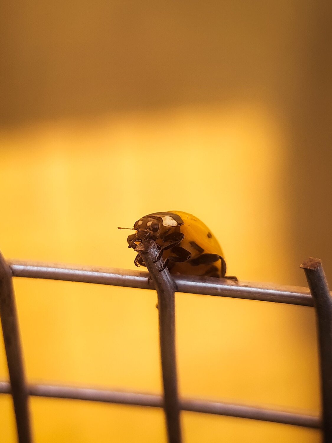 Photo #7998694