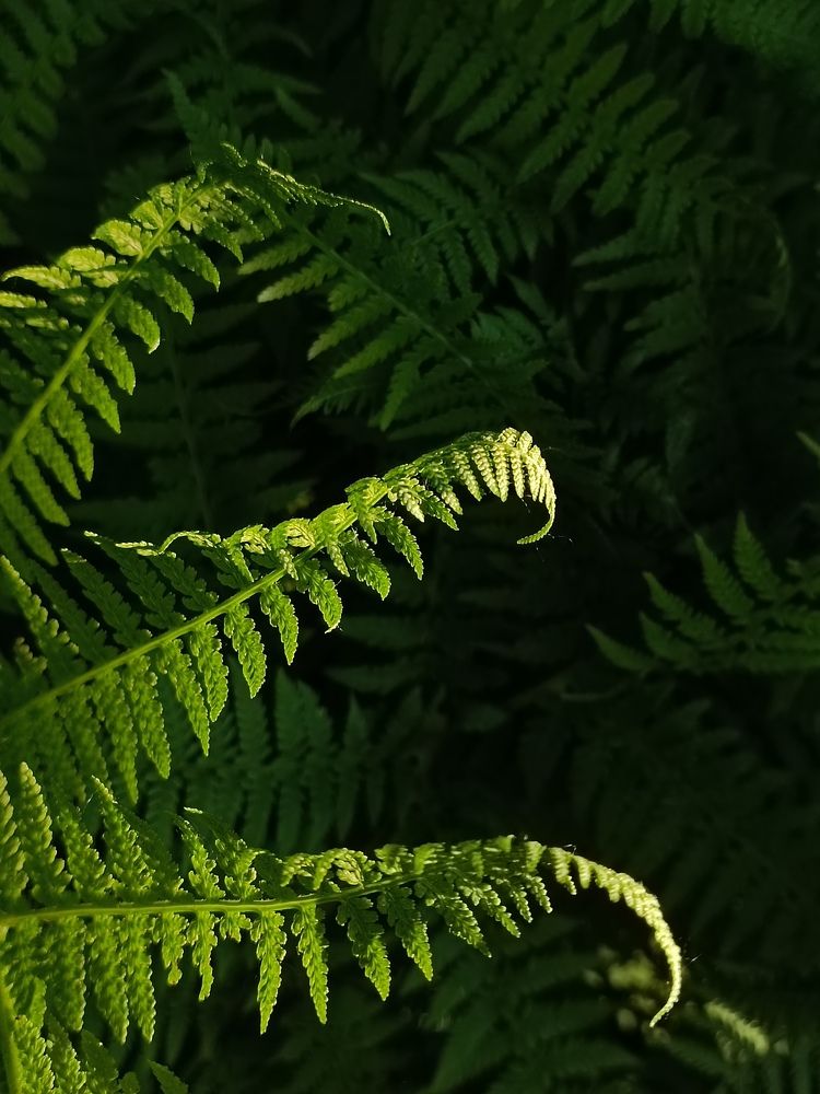 Photograph by Rogozina Olga