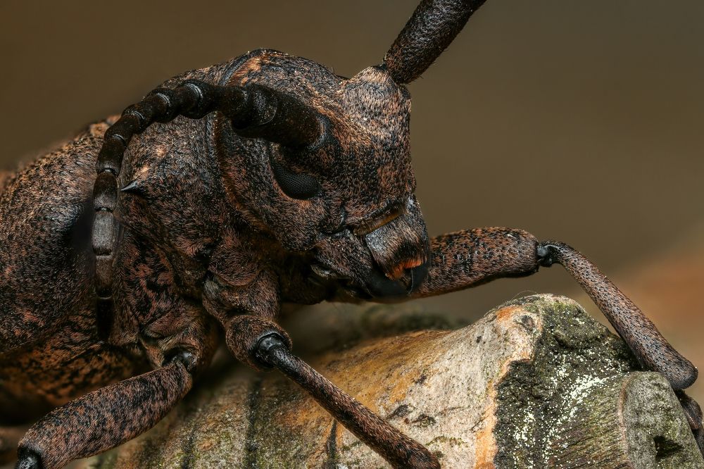 Photograph by Глеб Коровко