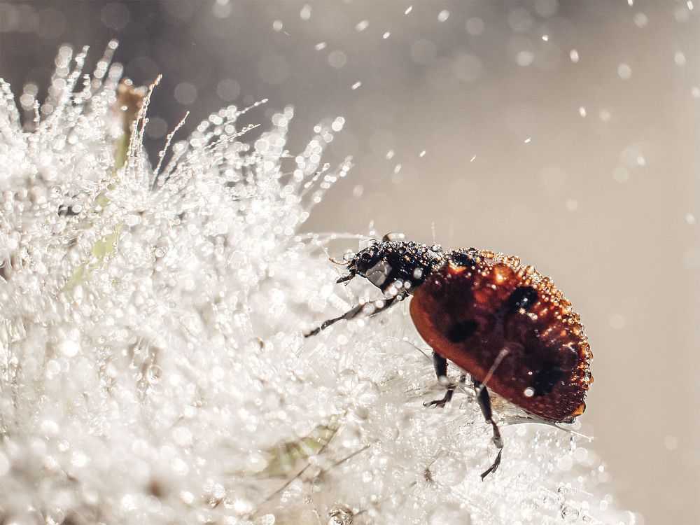 Photograph by Rogozina Olga